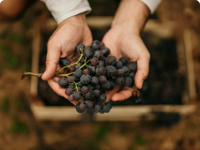 Harvested grapes in hands, vineyard backdrop