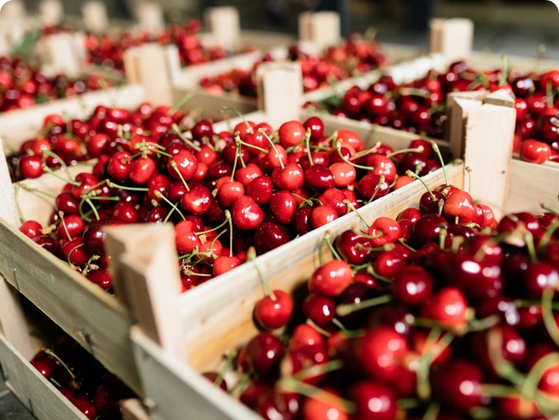Wooden boxes of ripe cherries